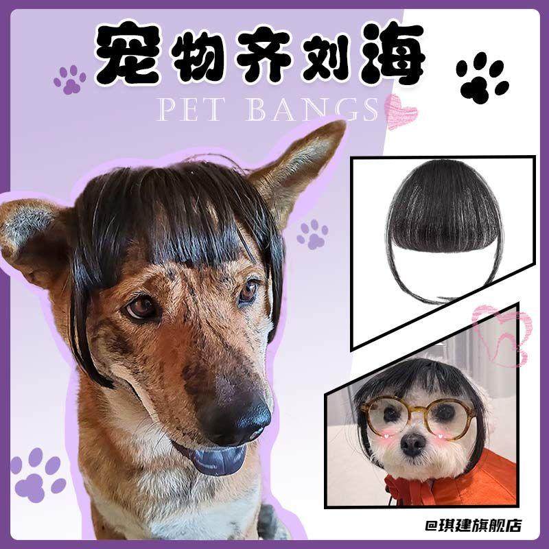 金三柜同款假发猫狗假发网红猫搞笑宠物头套恶搞齐刘海装扮波波头,淘宝优惠券,粉丝福利购,淘宝优惠卷
