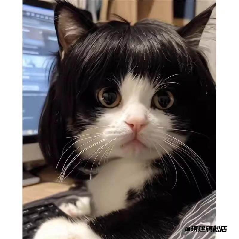 金三柜同款假发猫狗假发网红猫搞笑宠物头套恶搞齐刘海装扮波波头,淘宝优惠券,粉丝福利购,淘宝优惠卷
