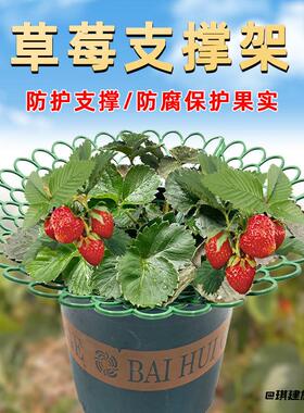 草莓架子园艺工具种植架栽培架