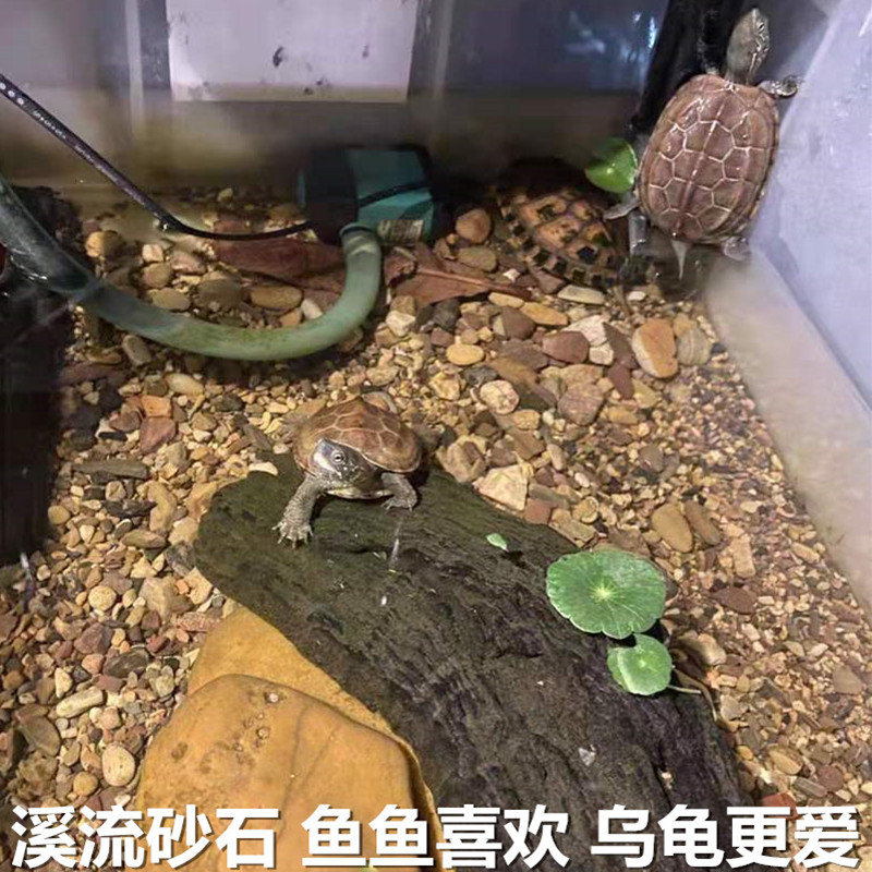 水族爬宠养乌龟晒台原生态鱼缸造景天然溪流小石头大原石摆件直播 - 图1