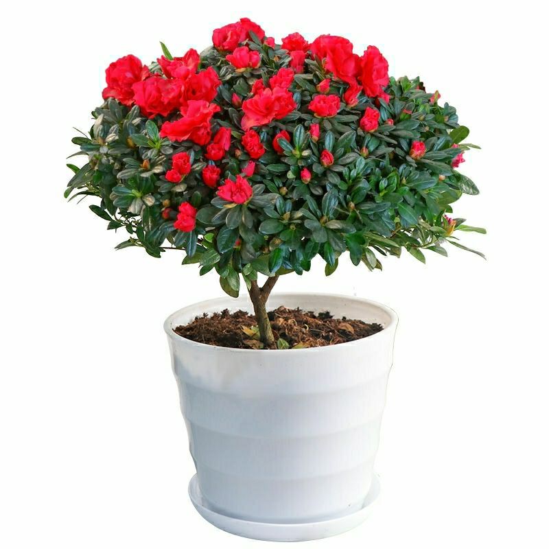 杜鹃花苗带花苞大苗大盆栽四季开花卉室内植物开花不断好养的花苗