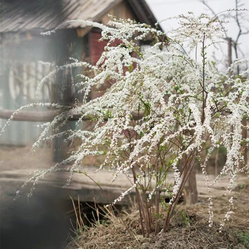 室内外耐寒好养的花卉盆栽喷雪花耐热庭院阳台种植雪柳垂吊绿植物-图1