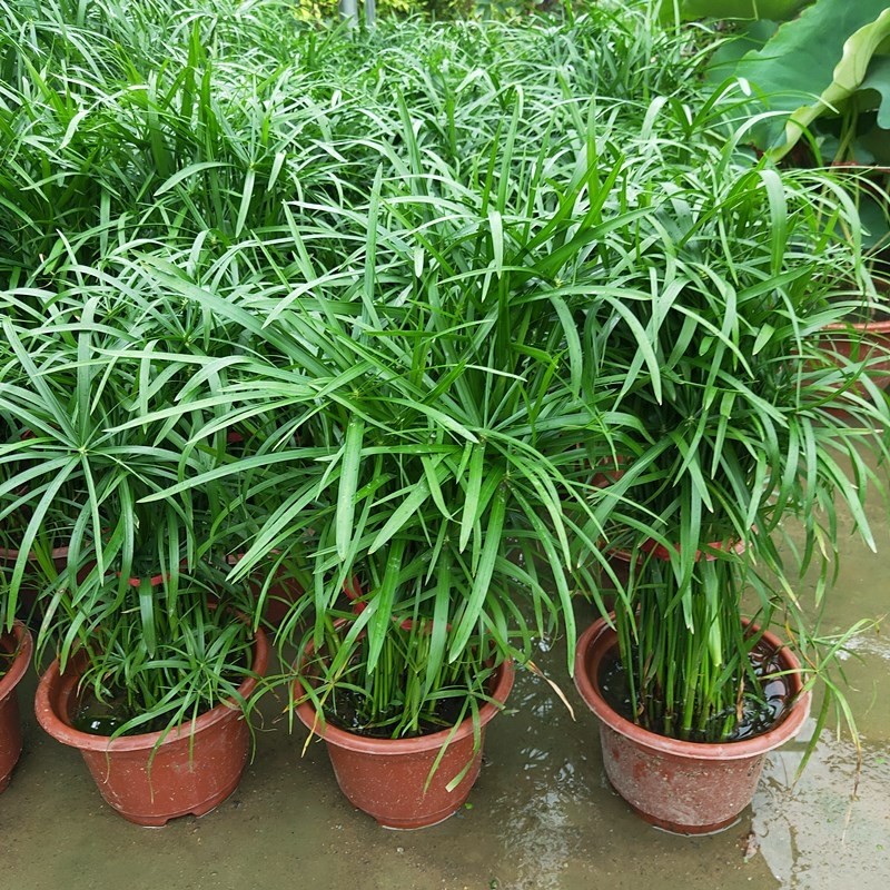 水竹风车草水生水培植物龟水竹盆栽水棕竹鱼缸水池塘造景旱伞草 - 图0