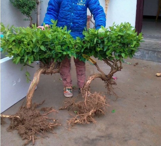 爆款盆栽花卉客厅茶叶鲜花提神非常夏季园艺 金银花盆栽可以泡茶