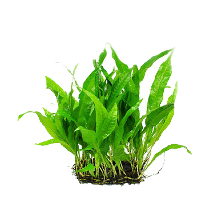 鱼缸定植水草水族箱水草活体造景装饰真水草前景懒人水草莫丝植物 光华水族 淘优券 鱼缸定植水草水族箱水草活体造景装饰真水草前景懒人水草莫丝植物 光华水族 淘优券