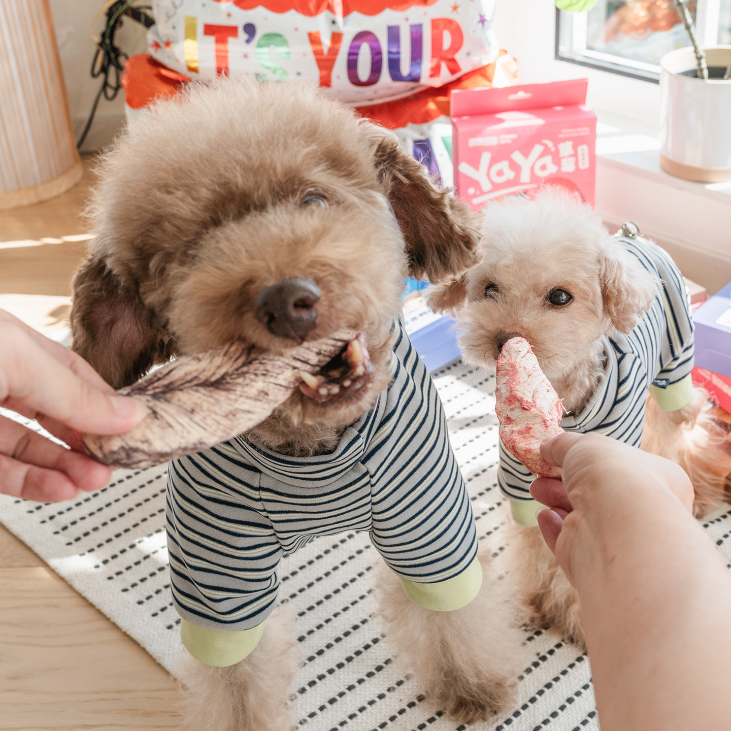 萌骨哈图宠物狗狗零食冻干鸡小胸蓝莓酸奶助消化鸭肉冻干训练奖励,淘宝优惠券,粉丝福利购,淘宝优惠卷