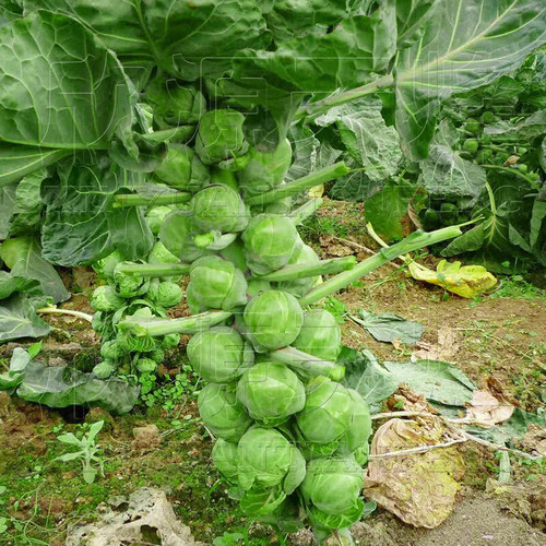 孢子甘蓝菜种子种苗特色菜夏季四季播特蔬菜种籽耐热秋季抱子青菜 - 图0