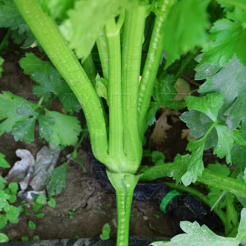 空心芹菜种籽高产黄心脆嫩四季春季蔬菜种孑子玻璃脆农家阳台盆栽