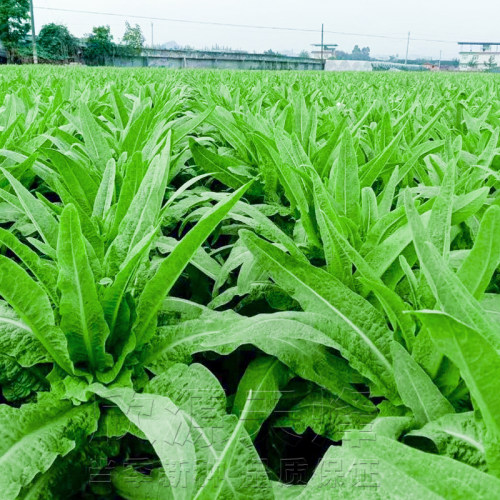 莴笋种子绿肉夏秋季四季白皮小尖叶莴苣蔬菜种籽耐寒耐热盆栽菜园-图2