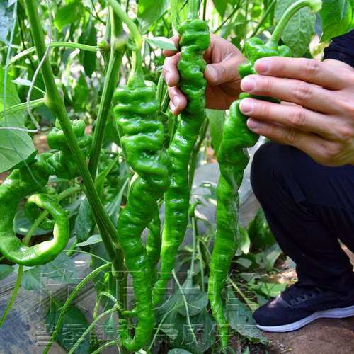螺丝椒种籽基地四季巨陇辣椒特大春秋蔬菜种孑子长羊角椒阳台盆栽 - 图0