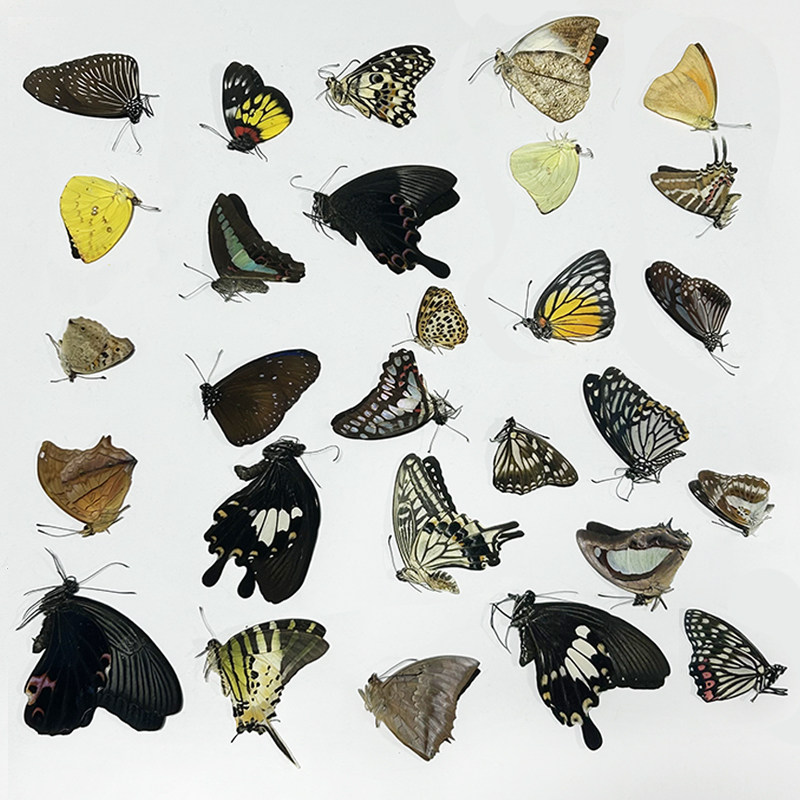 未展翅原蝶标本A1/A-品质DIY手工原材料真蝴蝶三角袋包装单选品种,淘宝优惠券,粉丝福利购,淘宝优惠卷