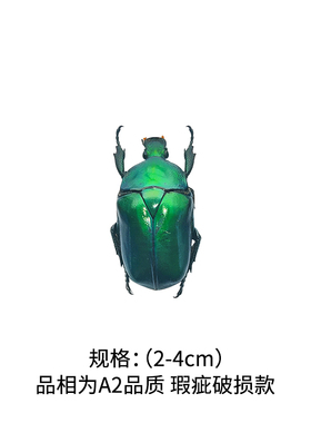 A2练手原虫标本真昆虫甲虫大兜虫金龟子锹甲蝉天牛未整姿原蝶材料