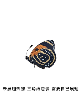 未展翅裕后图蛱蝶标本原蝶材料