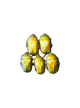 未整姿昆虫日金罗花金龟DIY材料