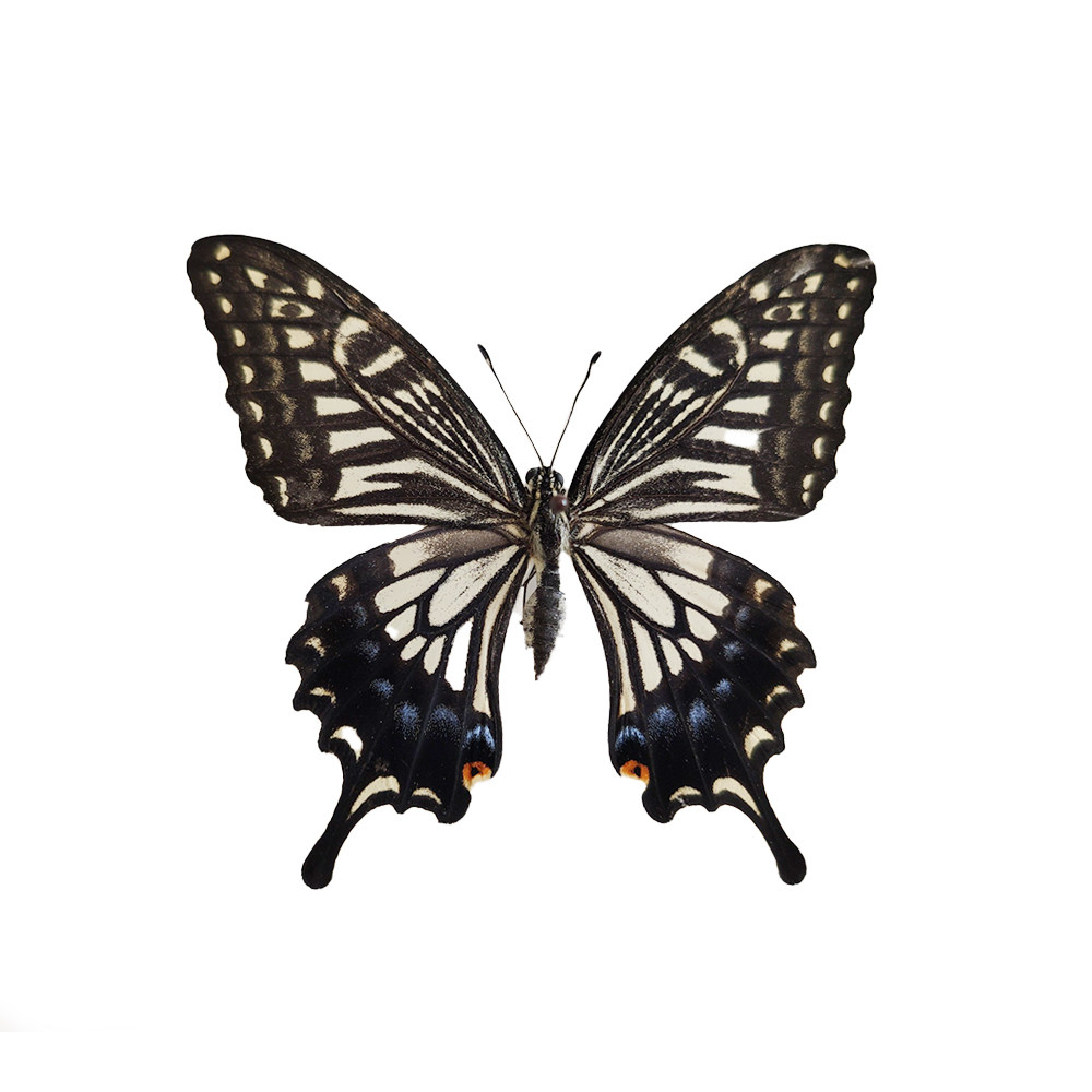 未展翅原蝶标本A1/A-品质DIY手工原材料真蝴蝶三角袋包装单选品种,淘宝优惠券,粉丝福利购,淘宝优惠卷