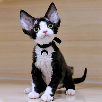 Pure breeds German curly cat blue eyed white Mountain double young cat mucus with high IQ not to lose hair red tiger spotted living kitty