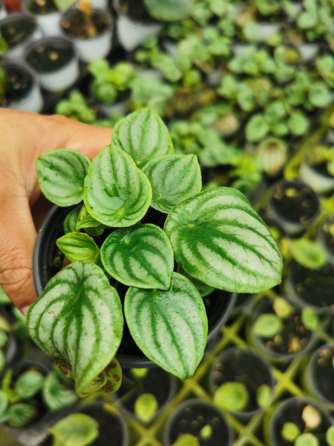 西瓜皮盆栽西瓜皮椒草绿植桌面盆室内净化空气美观后面图是实物图-图1