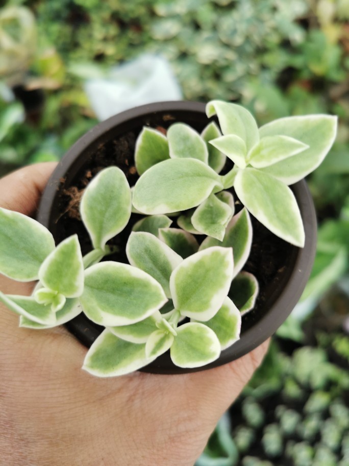 心叶日中花花蔓草露花樱花吊兰羊角吊篮食用穿心莲牡丹