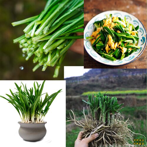 贵州野韭菜根苗宽叶大叶韭菜老品种石韭菜农家韭菜食用观赏好种 - 图0