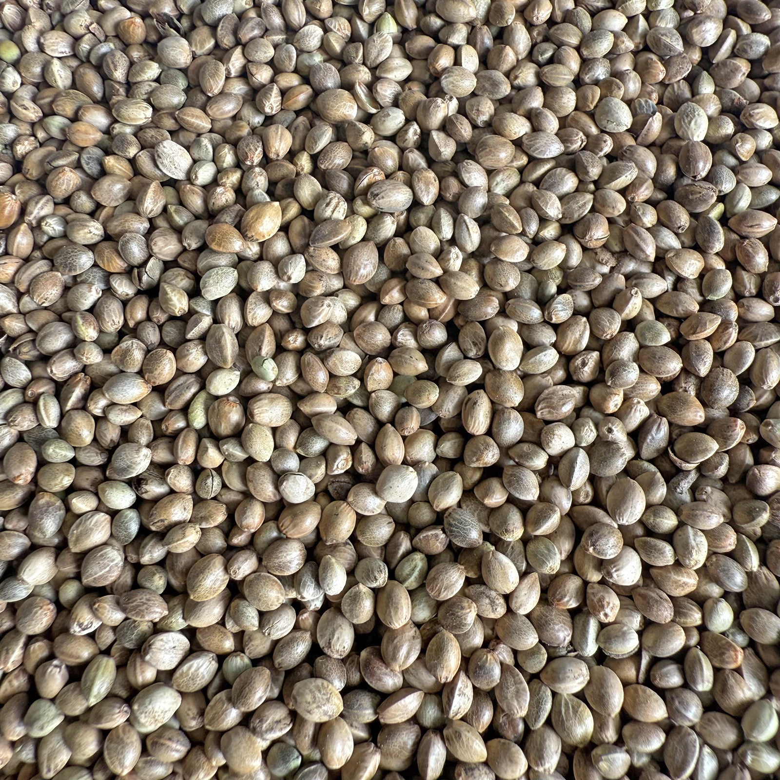 麻子 麻籽 火麻仁 鹦鹉鸟食鸟粮饲料仓鼠粮鸽粮 小太阳和尚线麻子 - 图0