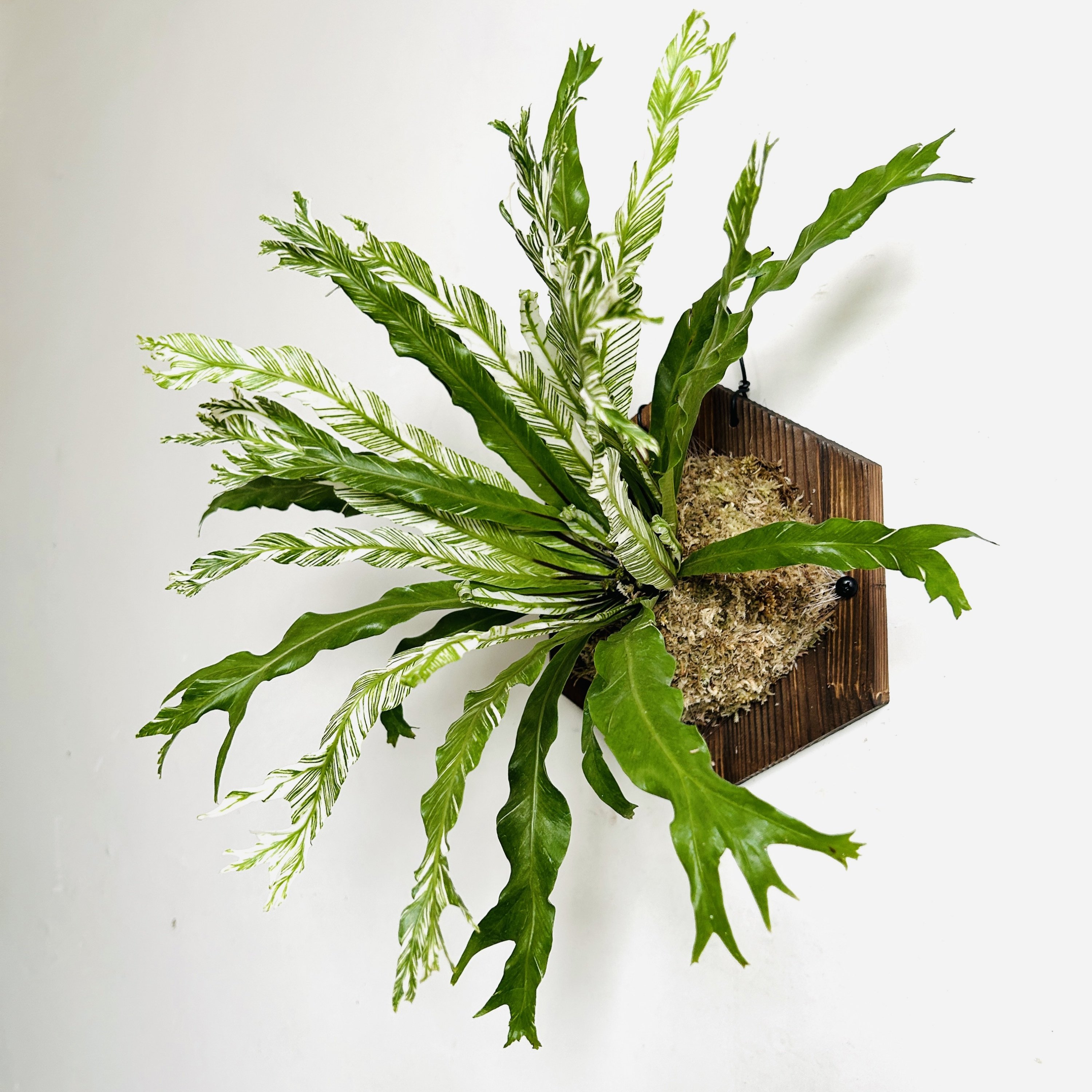 花叶白锦鸟巢蕨白月光挂板挂墙绿植苔藓蕨类植物盆栽水培垂吊壁挂,淘宝优惠券,粉丝福利购,淘宝优惠卷