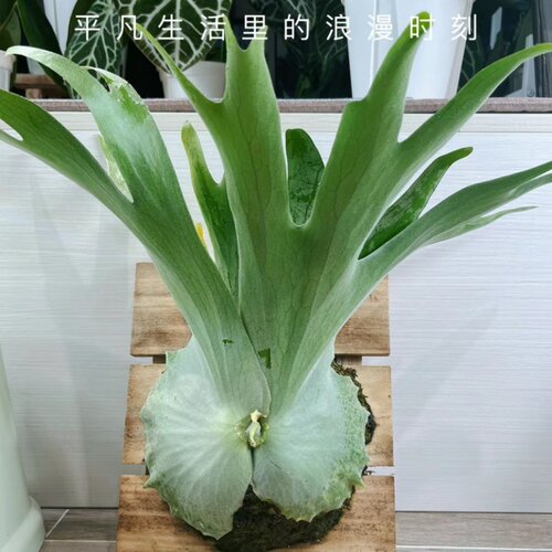 女王鹿角蕨板植何其美象耳马圆鹿角蕨热植推荐挂板鹿角蕨板植成品 - 图3
