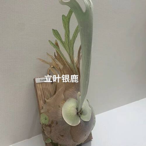 女王鹿角蕨板植何其美象耳马圆鹿角蕨热植推荐挂板鹿角蕨板植成品 - 图1
