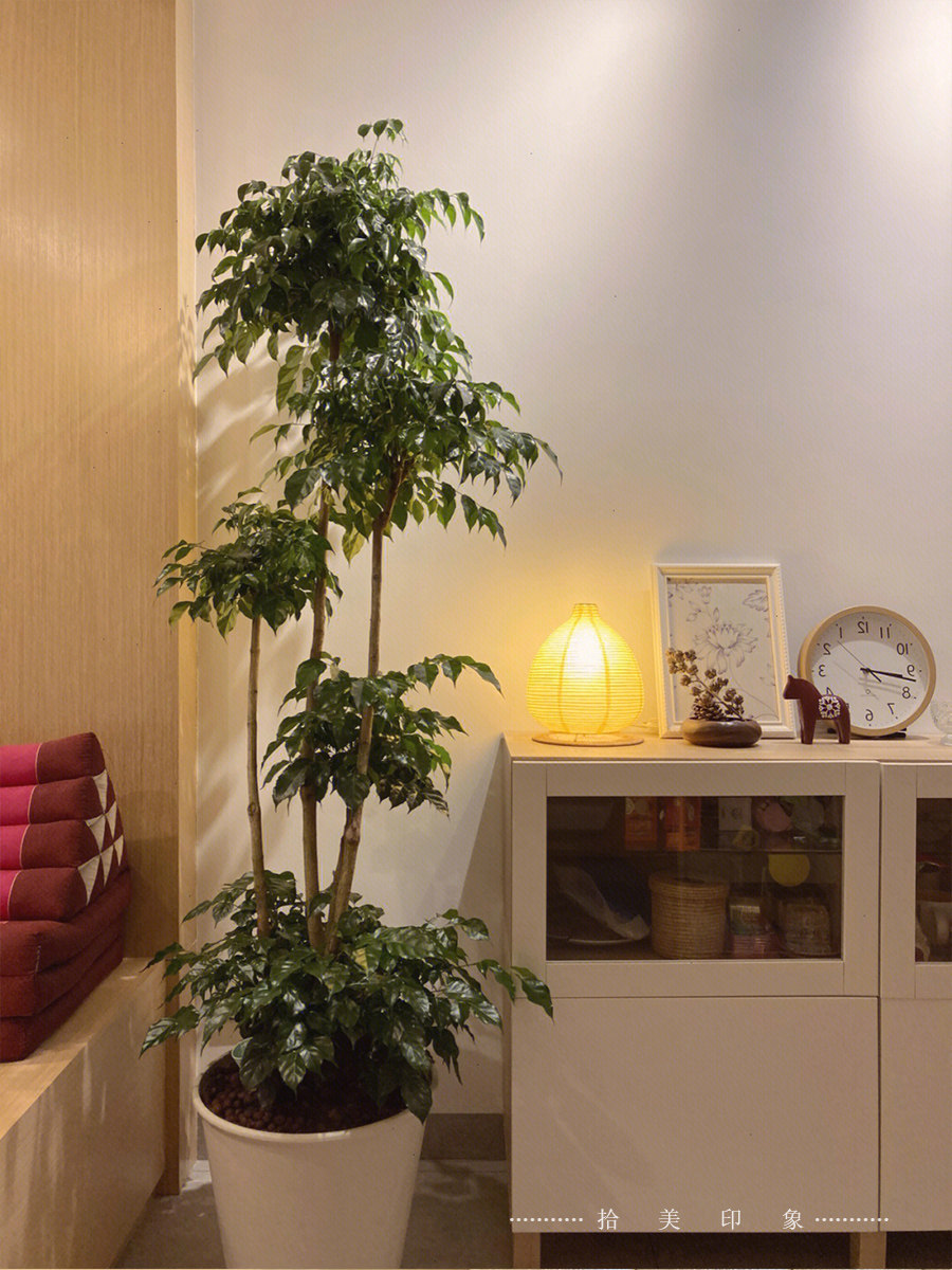 大型室内绿植幸福树盆栽客厅净化空气原生发财树阳台庭院造型盆景,淘宝优惠券,粉丝福利购,淘宝优惠卷