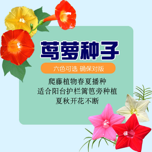 羽叶茑萝 五角星花粉白红援爬藤庭院阳台遮阴盆栽春播花卉种子籽 - 图0