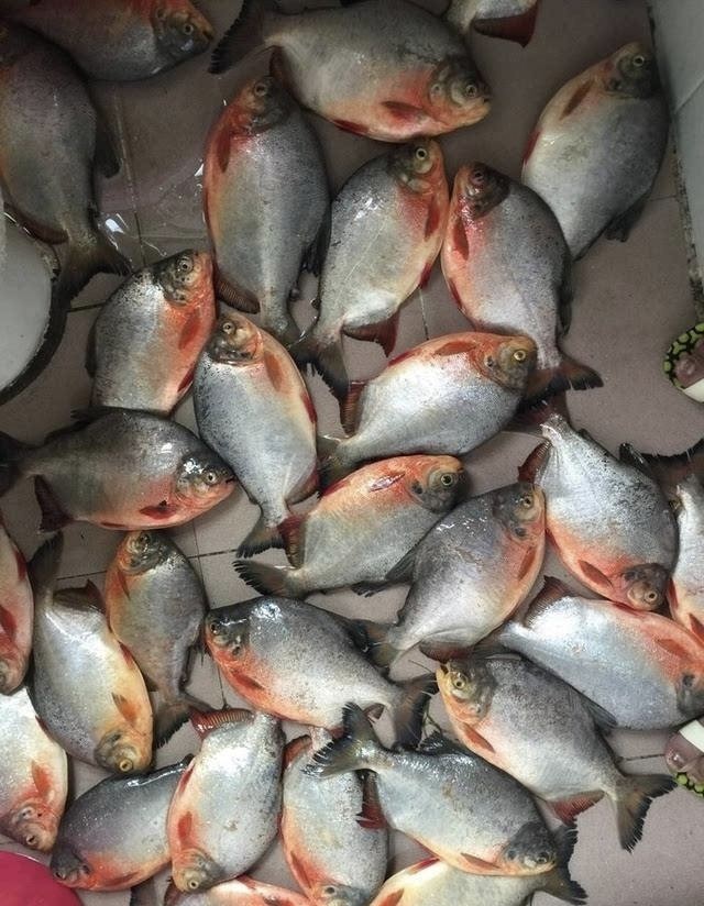 肉香味带酸臭鲳鱼花生淡水白鲳红鲳黑坑叉尾鲶鱼野钓昌鱼垂钓饵料_虎窝淘