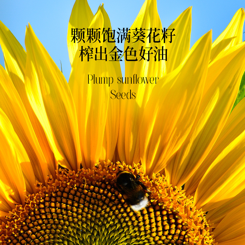 【热炒 家庭囤货】晟麦有机葵花籽油2L*2瓶食用油压榨旗舰店正品