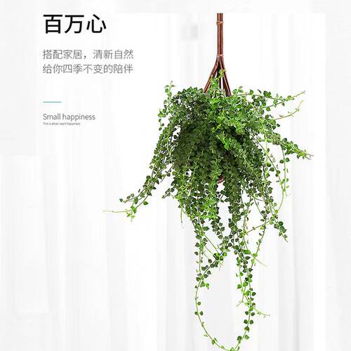 佛珠情人泪多肉植物吊兰爱之蔓长藤垂吊好养吊兰室内绿植防辐射 - 图0