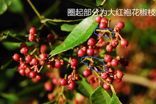 甘肃武都大红袍花椒枝泡脚把子杆子调味麻味浓郁三斤包邮新货促销 - 图2