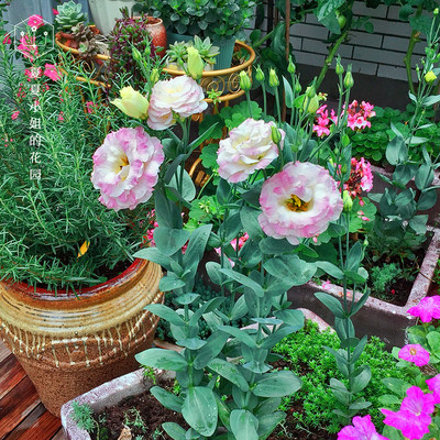 夏夏花店 阿琳娜 Abc 洋桔梗重瓣切花进口花种子四季播种室内易活 虎窝淘