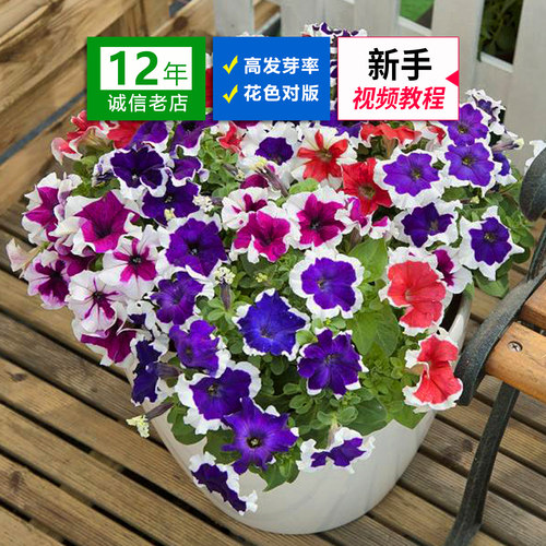 进口*泛美/F1矮牵牛播种花种子盆栽四季种耐寒耐热开花快易活花籽 - 图0