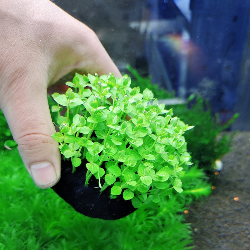 圆形小对叶水草植物造景鱼缸水草淡水阴性坨草无泥水草增氧真水草-图0