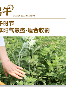 真正三年陈纯艾叶散包自然陈化