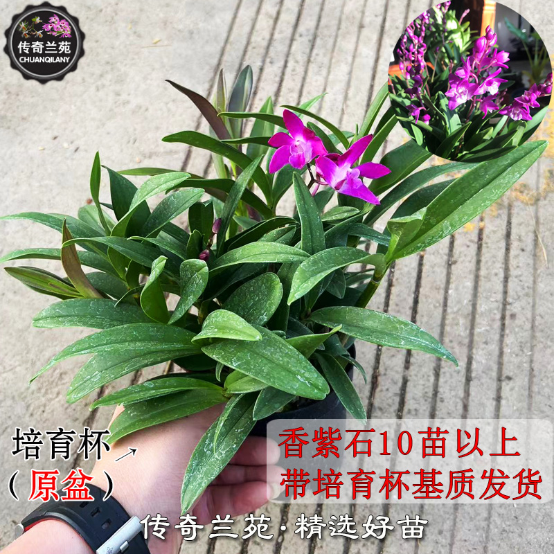 澳洲香水石斛紫花 带盆栽好新鲜苗 兰花绿植比铁皮石斛好养包邮