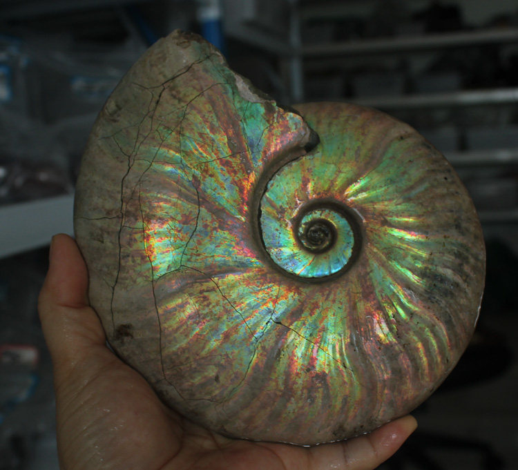 水玉冰魄天然斑彩螺原矿摆件原石螺化石彩虹泥螺萤光蓝金手把实物,淘宝优惠券,粉丝福利购,淘宝优惠卷