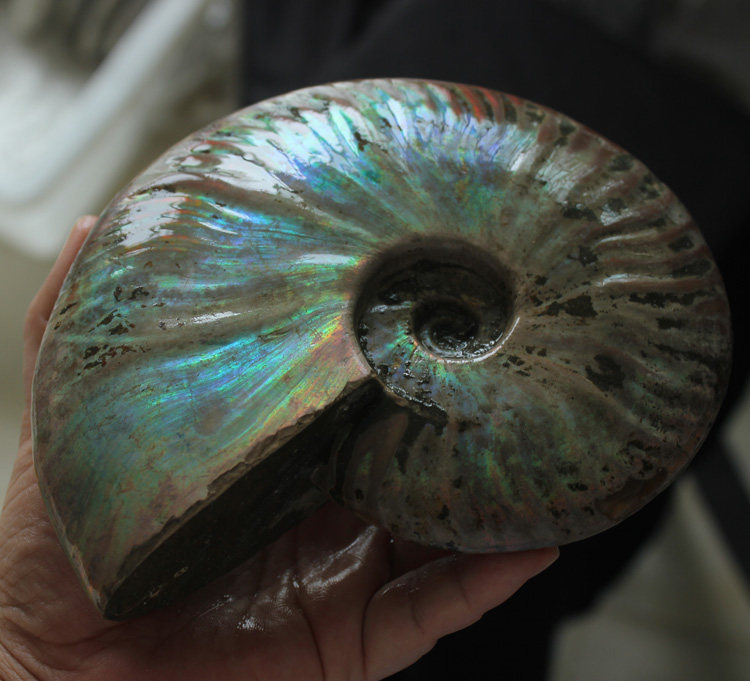 水玉冰魄天然斑彩螺原矿摆件原石螺化石彩虹泥螺萤光蓝金手把实物,淘宝优惠券,粉丝福利购,淘宝优惠卷