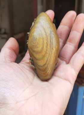 阿根廷绿檀自带香味文玩工艺品