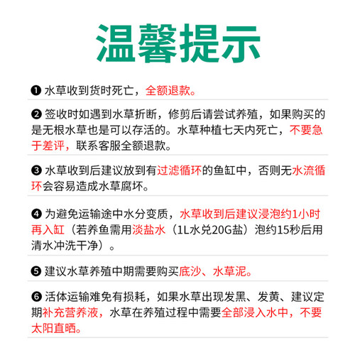 中后景懒人水草水族造景鱼缸装饰真水草套餐活体绿菊宫廷淡水植物 - 图2