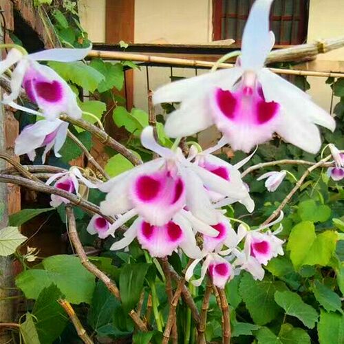 稀有檀香石斛 有香味原生檀香石斛苗 阳台观花 花园盆栽 盆景花苗 - 图0