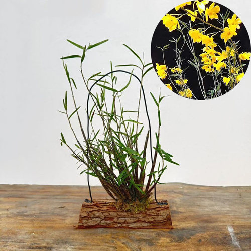 姬竹叶石斛 盆景观赏杈枝细叶石斛兰附生吊兰花卉 绿植盆栽 包邮 - 图2