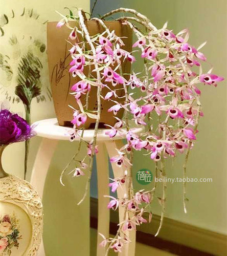 喇叭唇石斛 稀有兰花 紫花石斛 洋兰 瀑布吊养开花很美 - 图1