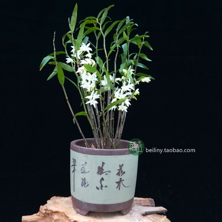 清香铜皮石斛白色细茎石斛吊兰花盆景绿植味似茉莉花香吊洋兰花-图0