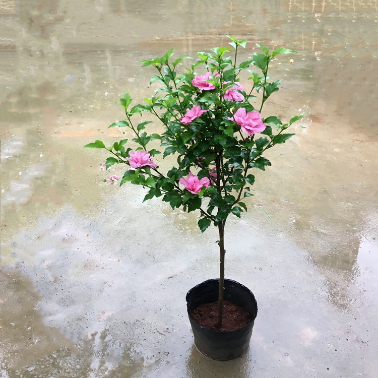 棒棒糖木槿花盆栽重瓣粉红色阳台庭院花树当年开花粉红雪纺木槿苗-图1