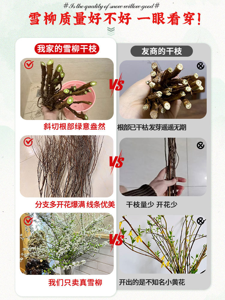 天降2元,遇水开花雪柳鲜枝65cm6枝,冬天必养的小绿植!-第3张图片-提都小院 天降2元,遇水开花雪柳鲜枝65cm6枝,冬天必养的小绿植!-第3张图片-提都小院