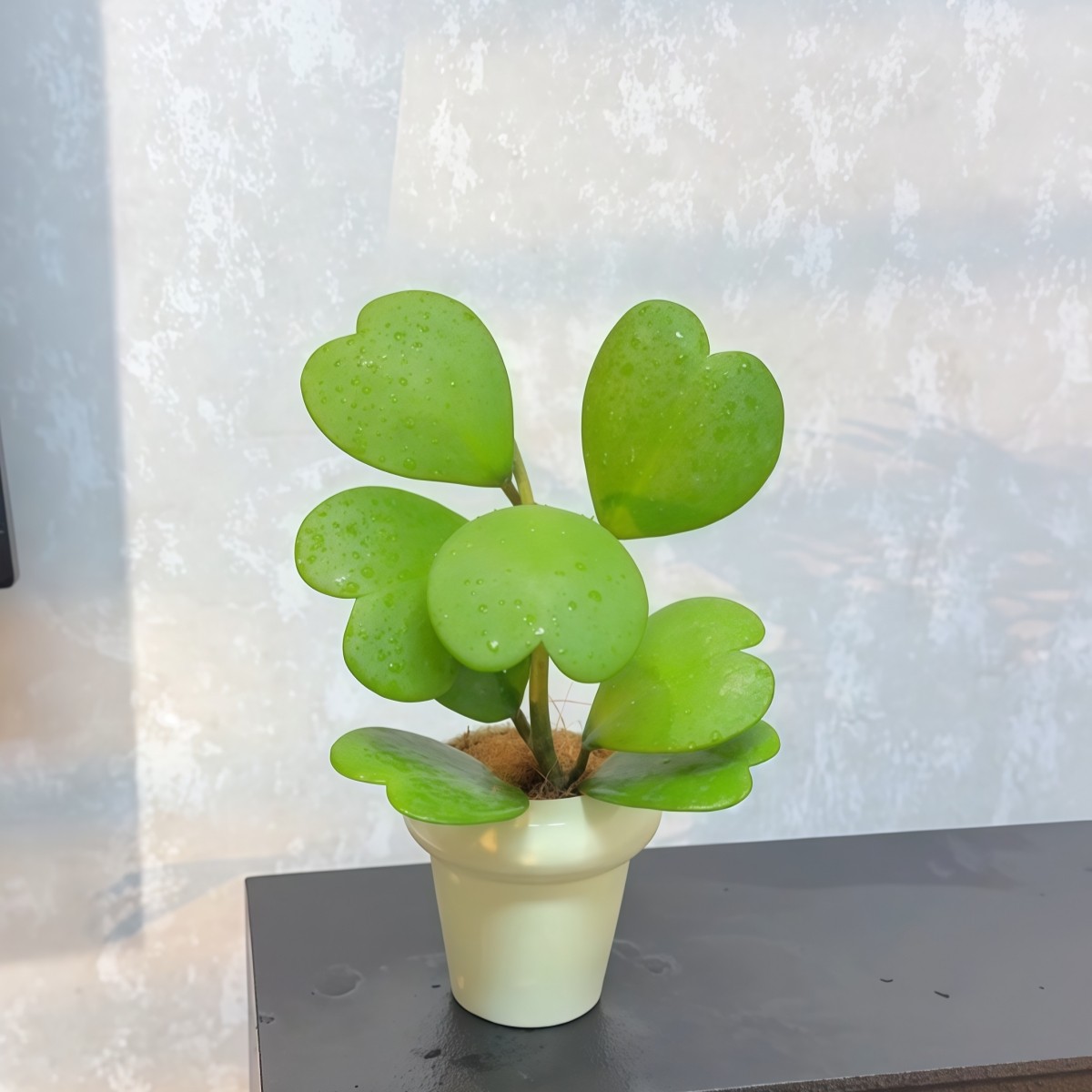 心叶球兰一片心心形多肉植物耐阴办公室内客厅桌面绿植花卉盆栽,淘宝优惠券,粉丝福利购,淘宝优惠卷