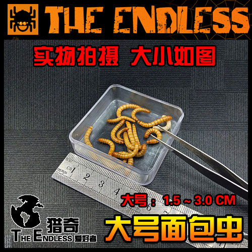 【TE猎奇】爬宠 异宠 螳螂 跳蛛 蜥蜴 昆虫 蜘蛛 活体饲料 面包虫 - 图1
